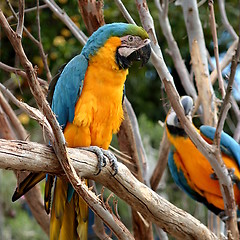 Image showing Blue And Gold Macaw 