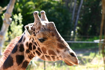 Image showing Baringo Giraffe