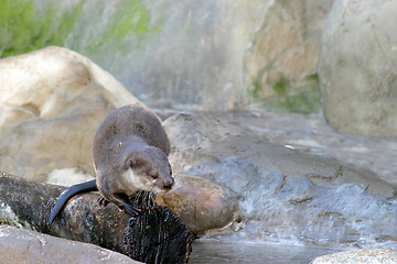 Image showing Otter