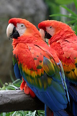 Image showing Scarlet Macaw