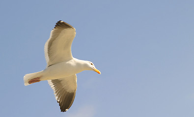 Image showing Seagull