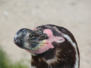 Image showing Humboldt Penguin