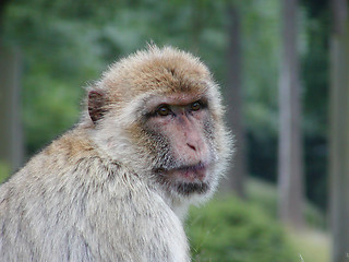 Image showing Cute monkey