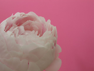 Image showing peony