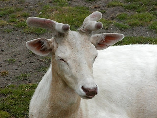 Image showing White Calf