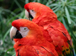 Image showing Scarlet Macaw 