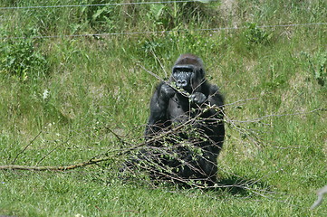 Image showing Gorilla