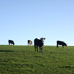 Image showing Cattle grazing