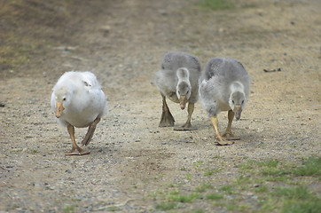 Image showing Cute friends.