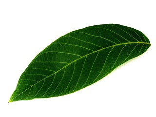 Image showing leaf