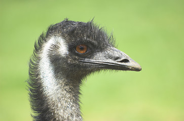 Image showing Australian Emu bird.