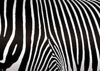 Image showing zebra skin