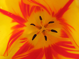 Image showing òþëüïàí tulip