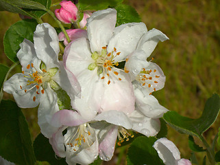 Image showing öâåòû ÿáëîíè flowers of apple tree