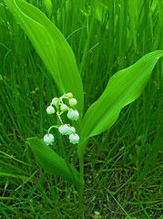 Image showing ëàíäûø â òðàâå lily of the valley in grass