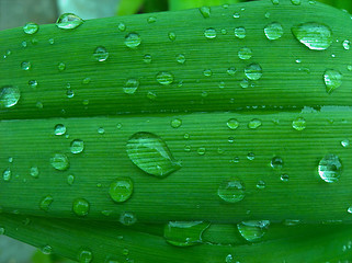 Image showing êàïëè íà ëèñòå drops on leaves