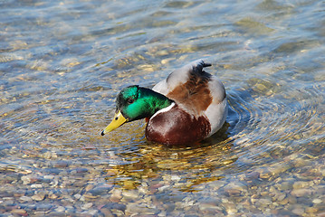 Image showing Duck drinking water