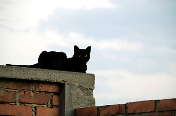 Image showing Cat on brick wall