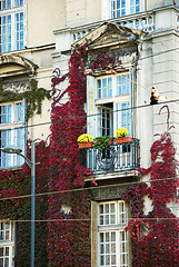 Image showing Ivy on window, fragment of Belgrade architecture