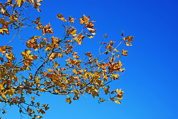 Image showing Yellow autumn leaves blue sky