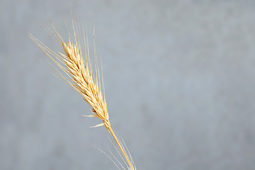 Image showing Wheat ear