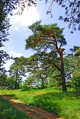 Image showing Pine tree in forest