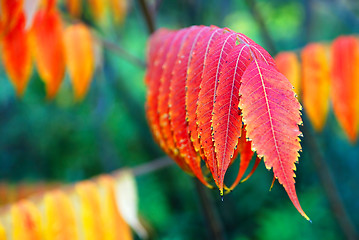 Image showing Autumn leaves