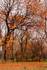 Image showing Autumn park