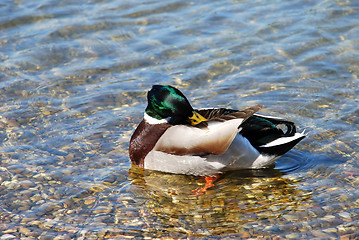 Image showing Duck on water - Hygiene