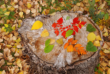 Image showing Autumn leaves