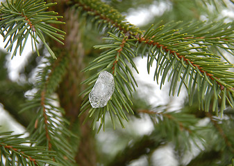 Image showing Ice on winter fir