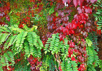 Image showing Autumn leaves background