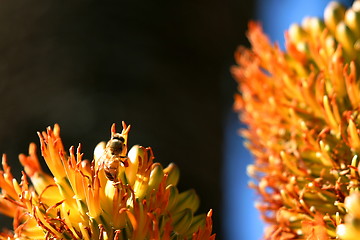 Image showing Bee with dark background