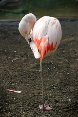 Image showing Chilean Flamingo