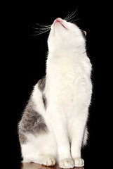 Image showing cat looking up