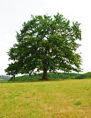 Image showing Sole oak