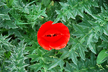 Image showing Red poppy