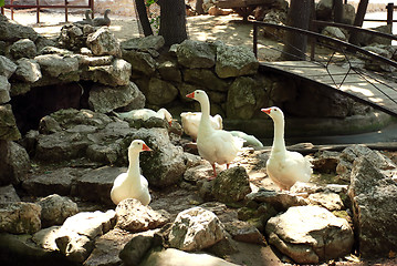Image showing White gooses on stones
