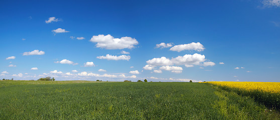 Image showing  Blossom colza over blue sky