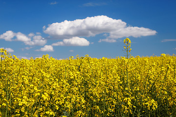 Image showing Landscape of colza field