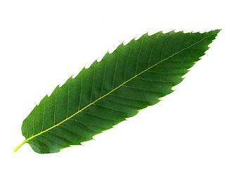 Image showing leaf