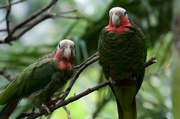 Image showing Two red-necked parrots