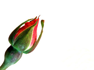 Image showing rose