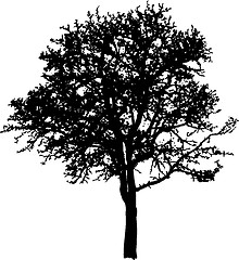 Image showing Deciduous Tree