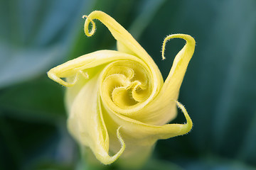 Image showing sacred datura