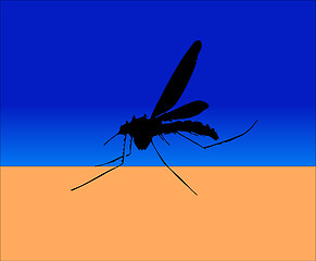 Image showing Mosquito