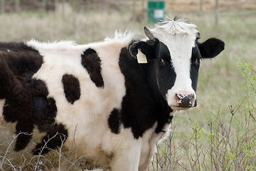 Image showing Cow