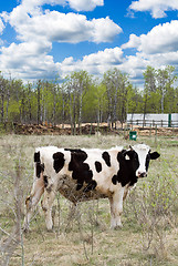 Image showing Farm