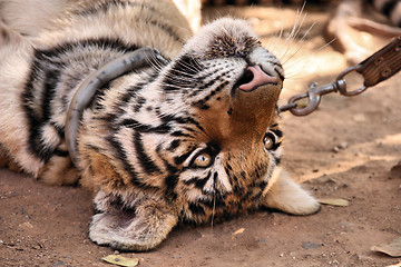 Image showing Young tiger