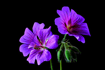 Image showing garden geranium (Ger. × magnificum)  